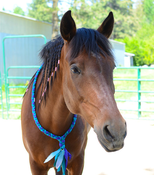 Neck Rope for Bridleless Riding