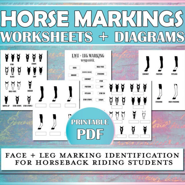 These horse worksheets help horseback riding students to learn to identify face and leg markings on horses.