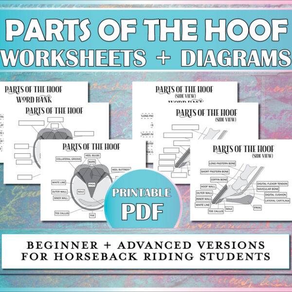 This Parts of the Hoof worksheet describes the horse's hoof parts for horseback riding students.