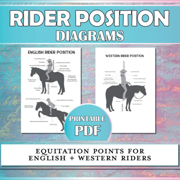 Rider position diagram for English, jumping, and western riders to understand equitation points.